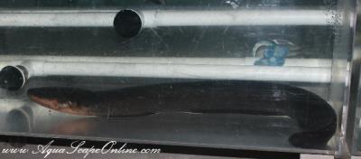 Electric Eel 16" (Electrophorus Electricus)
