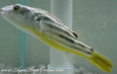 Fahaka Puffer 5"-6" (Tetraodon Lineatus)