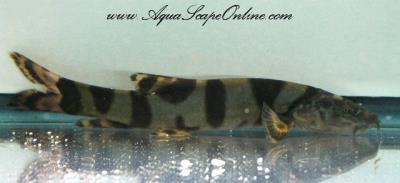 Imperial Flower Loach 8" (Leptobotia elongata)