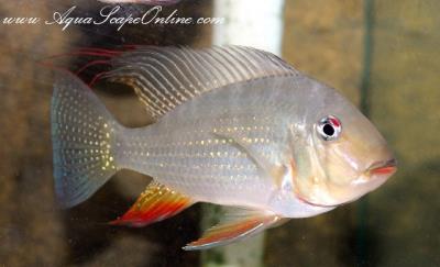 Red Threadfin Cichlid 4.5" (Acarichthys Heckelii sp.)