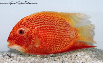 Super Red Severums 4"-5" (Heros severus)
