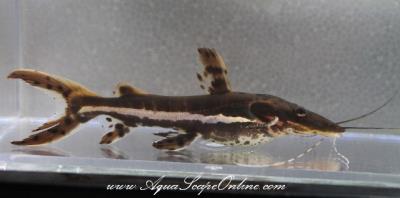 Tiger Shovelnose Catfish 22" (Pseudoplatystoma Fasciatum)