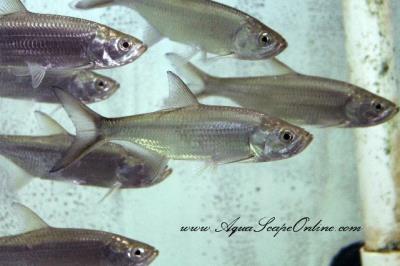 Indo Pacific Tarpon 4"-5" (Megalops Cyprinoides)