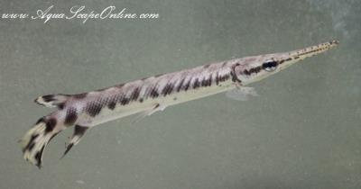 Tropical Gar 9"-10" (Atractosteus Tropicus)