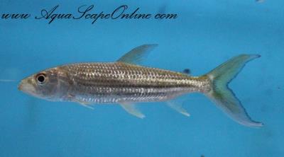 African Tiger Fish (Hydrocynus cf. vittatus) - Aqua Imports