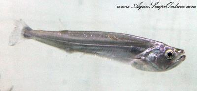 Raphiodon Vulpinus 5"-6" (Biara)