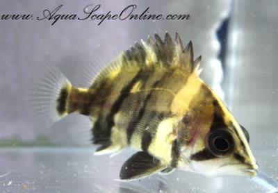 Indo Datnoid 3" (Datnioides microlepis)