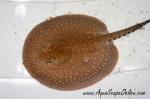 Jaguar Ray 9" (Potamotrygon Otorongo)