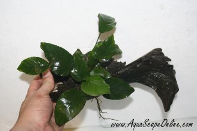 Anubias Nana on Driftwood