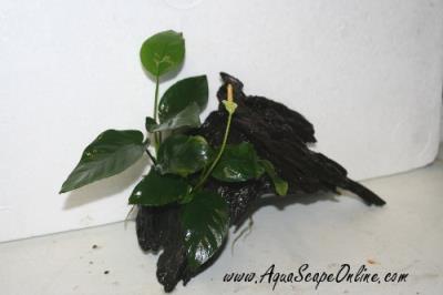 Anubias Nana on Driftwood