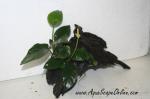 Anubias Nana on Driftwood