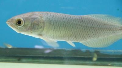 African Arowana 3"-4" (Heterotis niloticus)