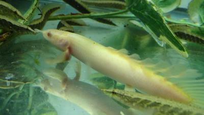 Polypterus Senegalus longfin shortbody albino 3.5"-4" (Polypterus senegalus)