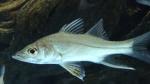 Swordspine Snook 3"-4" (Centropomus ensiferus) (Freshwater)