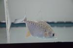 Compressus Piranha 3"-4"  (Serrasalmus compressus )