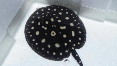 Black Diamond Stingray 7" Male