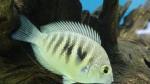 Canara Pearlspot Cichlid 3"-4" (Etroplus canarensis)