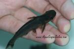 Duck Bill Catfish 3" (Tympanopleura atronasus)