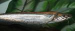Wallago Attu 5"-6"