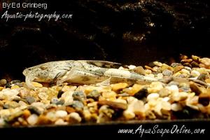 Goonch Catfish 7"-8"  (bagarius yarrelli)