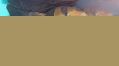 Clown Loach 2.5"-3" (Chromobotia macracanthus)