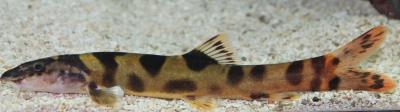 Chinese Loach 6-7" (Leptobotia pellegrini)