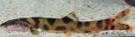 Chinese Loach 6-7" (Leptobotia pellegrini)