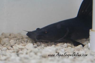 Black Devil Wyckii Cat 10"-12" (Hemibagrus wyckii)