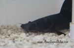 Black Devil Wyckii Cat 10"-12" (Hemibagrus wyckii)