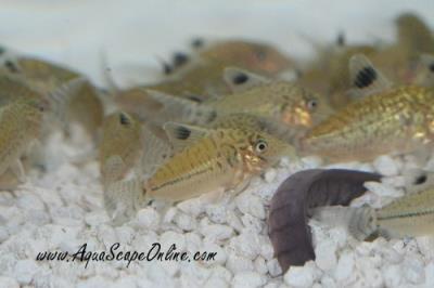 Mosaic Cory 1.5" (Corydoras reticulatus)