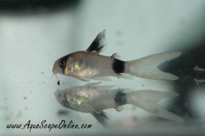 Longfin Panda Cory 2" (Corydoras panda)