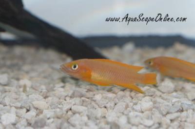 Leleupi Cichlid 3"  (Neolamprologus leleupi)