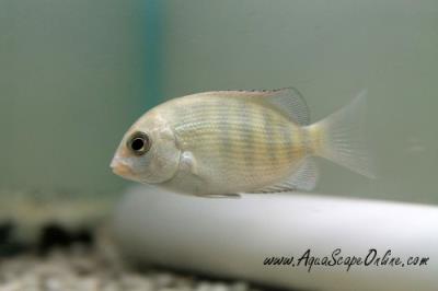 Pinstripe Damba 3"-4" (Paretroplus menarambo)