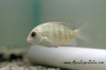 Pinstripe Damba 3"-4" (Paretroplus menarambo)