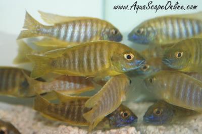 Yellow Peacock 3"-4"