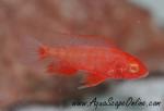 Strawberry Peacock Cichlid 3"-4"
