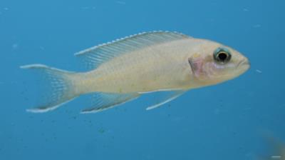 White Brichardi 2" (Neolamprologus brichardi)