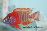Red Peacock Cichlid 3"- 4"