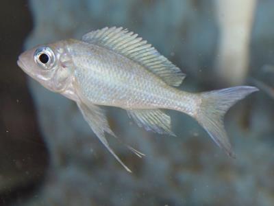 Ventralis Cichlid 3" (Opthalmotilapia ventralis)