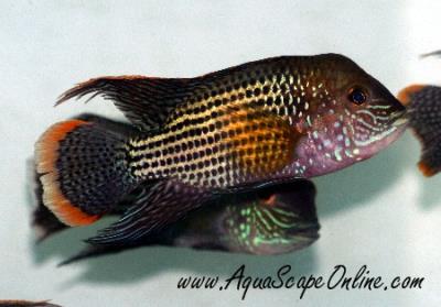 Green Terror Cichlid 1.5"-2"" (Wild from Ecuador)