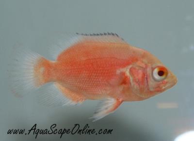 Ruby Red Oscar 2" (Astronotus ocellatus)