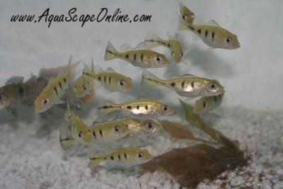 Peacock Bass 2" (Cichla Monoculus)