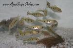 Peacock Bass 2" (Cichla Monoculus)