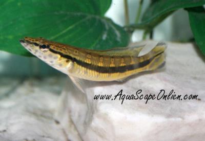 Cobra Pike 4" (Crenicichla sp. Red Tapajos)