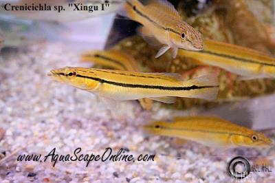 Orange Pike Cichlid 4" (Crenicichla sp. 'Xingu I')