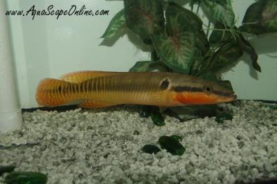 Zebra Pike 10" (Crenacichla Zebrina)