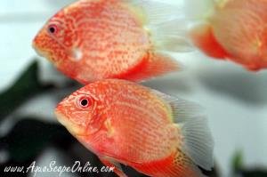 AquaScapeOnline, Online fish store that sells piranhas ...