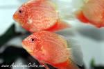 Super Red Severums 3"-3.5" (Heros severus)