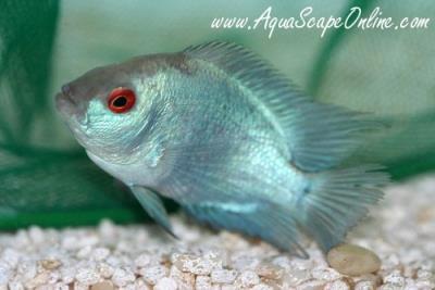 Silk Cichlid 3" (Amphilophus Trimaculatum)