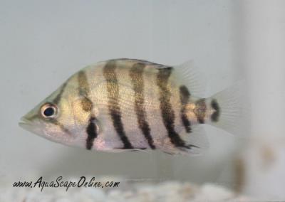 silver (American) Datnoid 2"